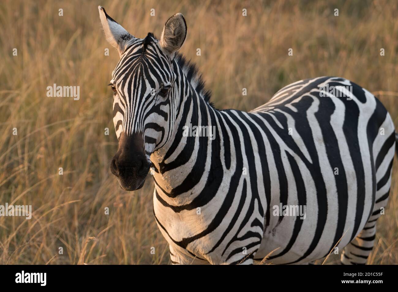 Una selvaggia zebre africana si affaccia sulla macchina fotografica nella prateria della Riserva Masai Mara durante la grande migrazione attraverso il Kenya. Orizzontale Foto Stock