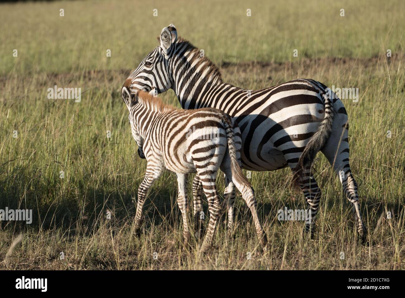 Baby zebra foal nuzzles vicino alla sua madre nutrente nella prateria della Riserva Masai Mara durante la grande migrazione attraverso il Kenya. Orizzontale Foto Stock