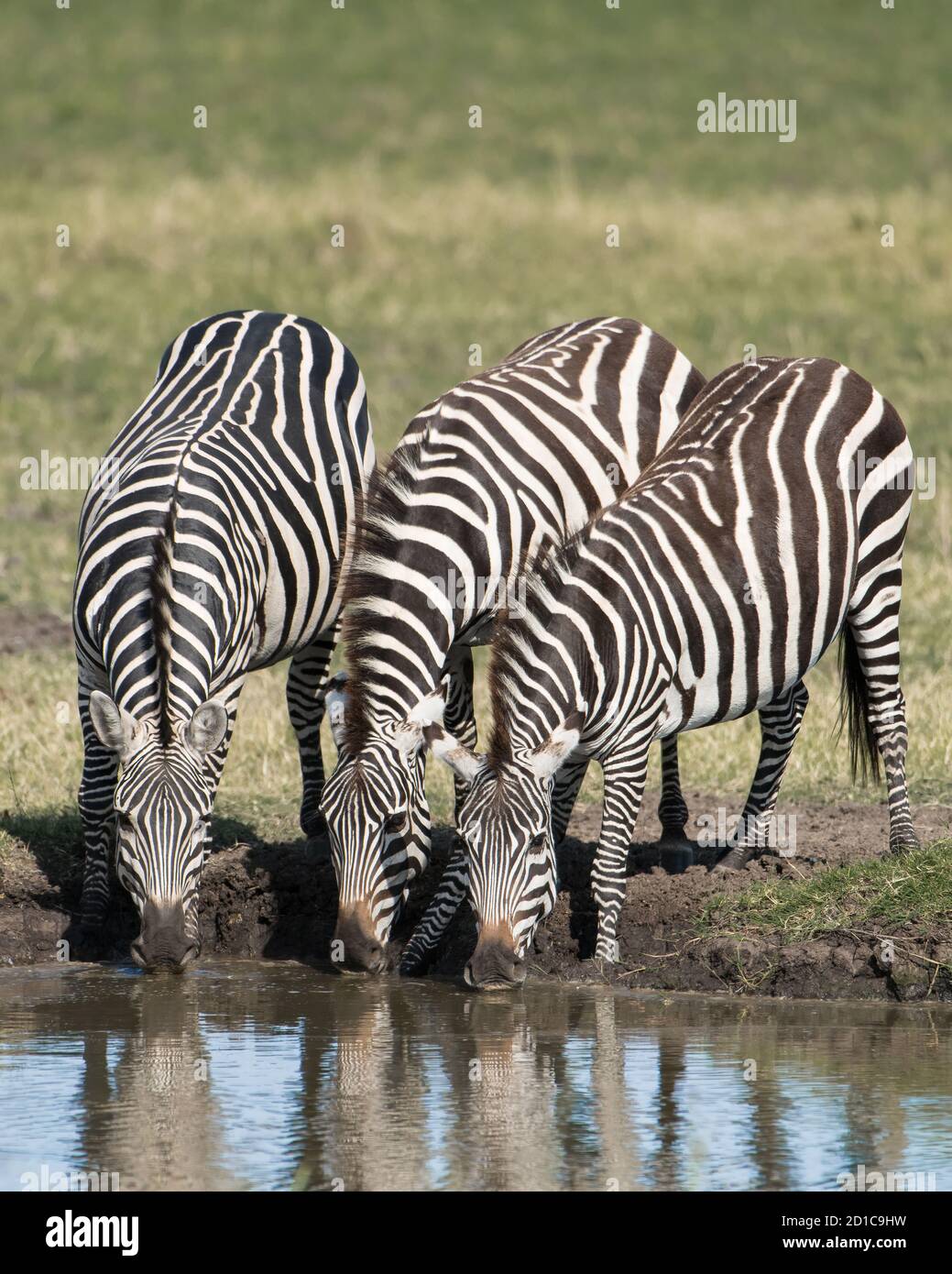 Tre zebre africane di pianura bevono da un buco d'acqua nella riserva di Masai Mara in Kenya durante la grande migrazione wildebeest. Foto verticale della fauna selvatica Foto Stock