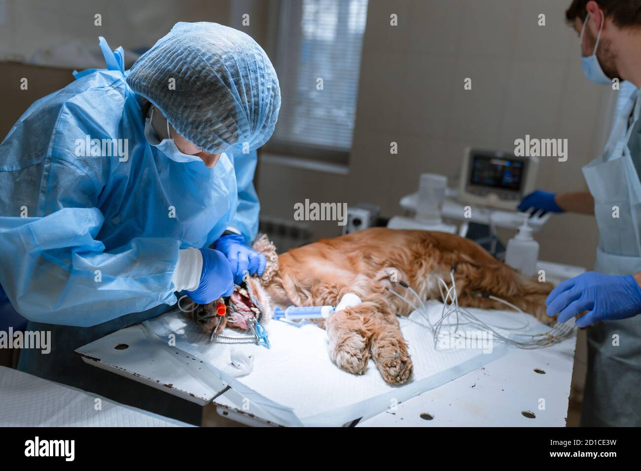 I veterinari preparare il cane per un funzionamento per pulire i denti. Il cane è anestetizzato sul tavolo operatorio. Il Pet dentology concetto. Foto Stock