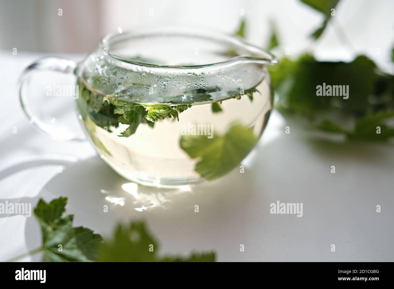 tè alle erbe in una teiera di vetro. foglie di ribes nero in un recipiente trasparente. tè estivo di guarigione. bevanda rilassante e rilassante per un equilibrio mentale. Foto Stock