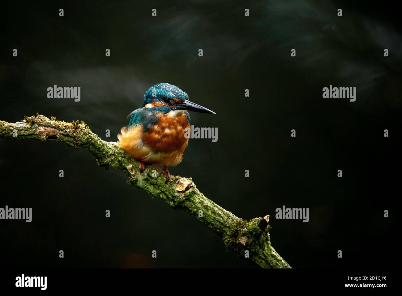 Kingfisher comune - Alcedo atthis Foto Stock