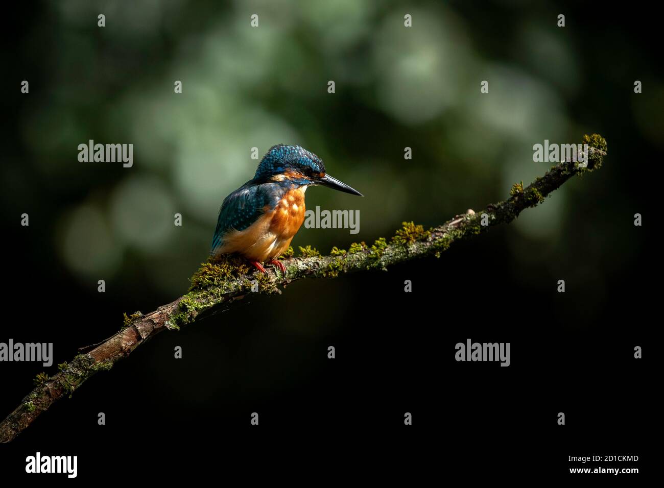 Kingfisher comune - Alcedo atthis Foto Stock