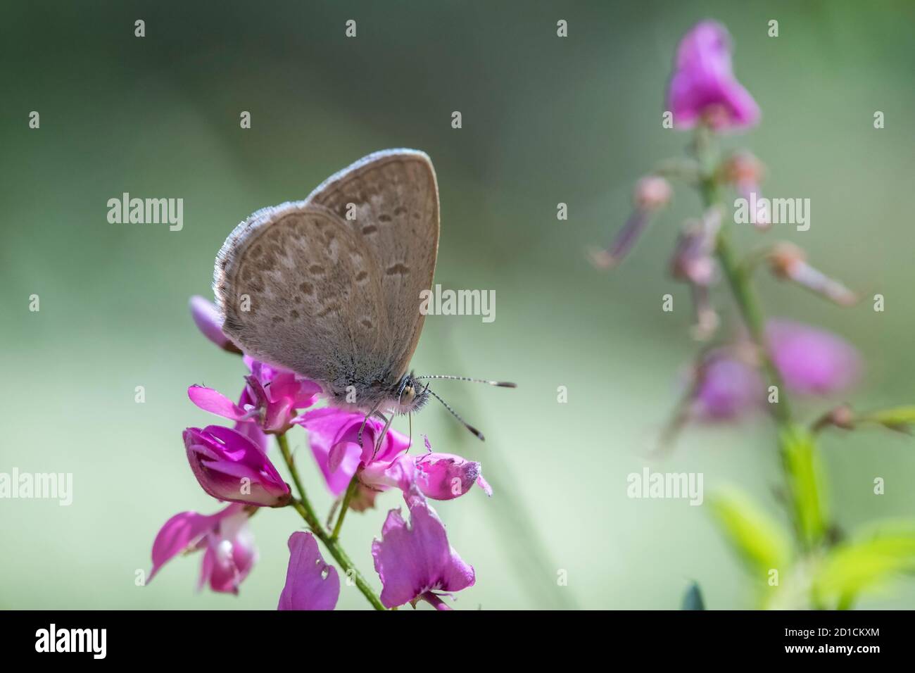 Erba comune Blue Butterfly che riposa su fiori indaco australiani Foto Stock