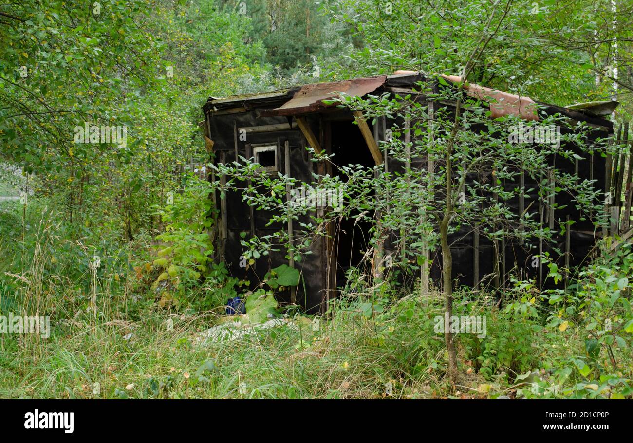 Casa di legno abbandonata nella foresta. Vecchia casa di legno danneggiata nell'erba alta. Foto Stock