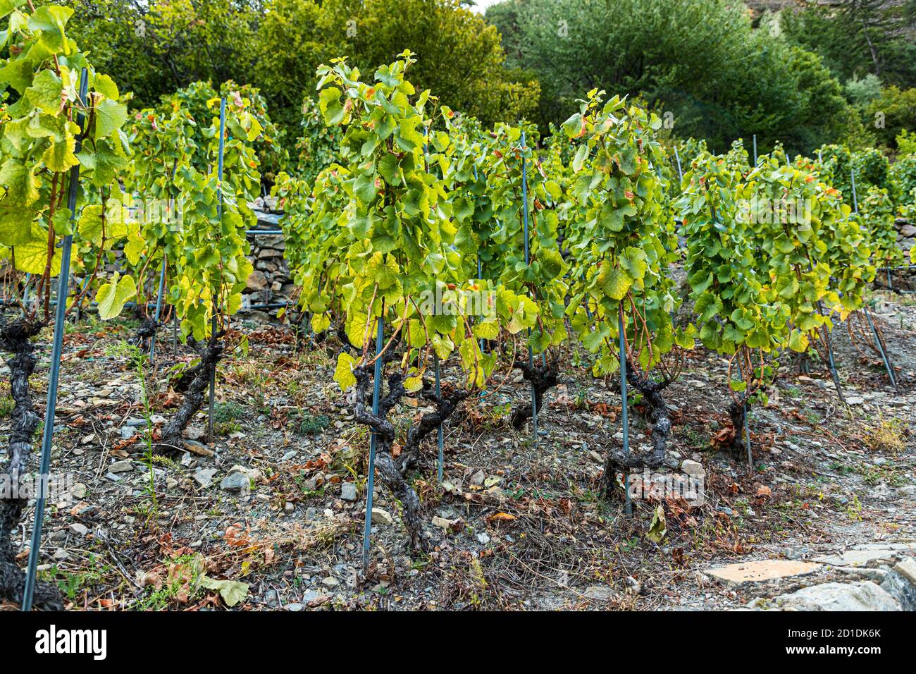 Il vigneto più alto di Europa Visperterminen, Svizzera. Le vigne degli Heida, che sono fedeli alle loro radici, resistevano persino alla peste fillossera nel secolo scorso. Foto Stock