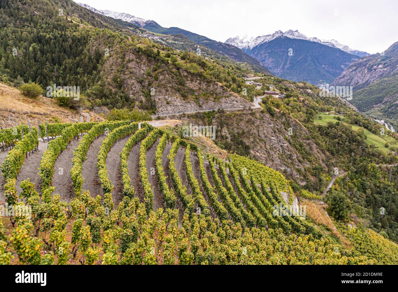 Il vigneto più alto del Visperterminen d'Europa Visp, Svizzera Foto Stock