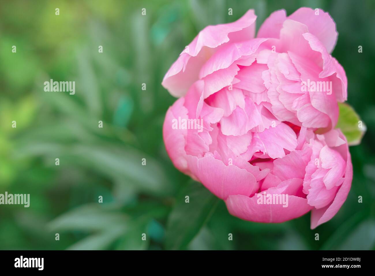 fiore rosa di peonia giapponese in fiore in un giardino. splendido sfondo di fiori o pagina di calendario. carta da parati per i progetti estivi. fuoco selettivo. Foto Stock