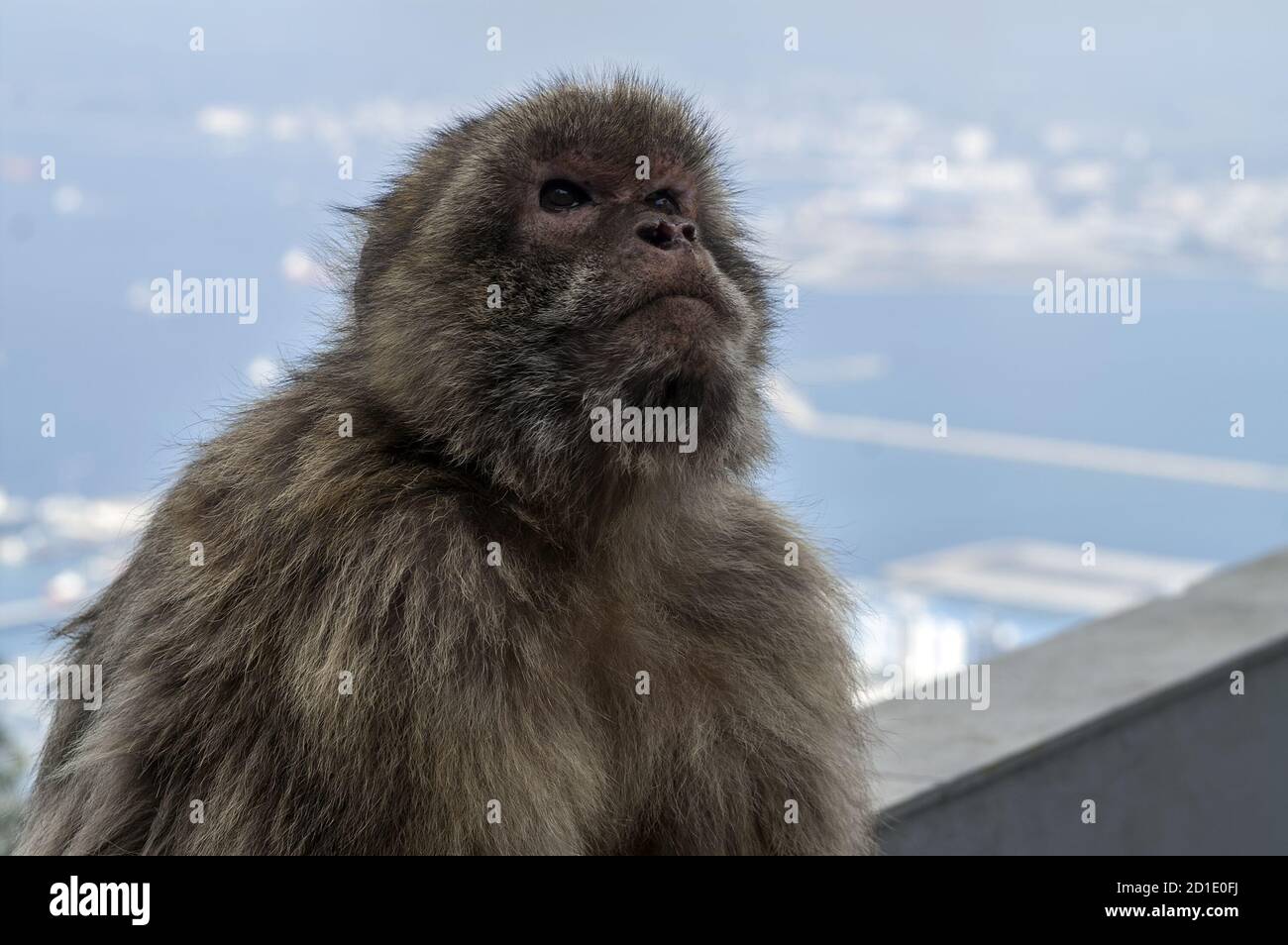 Gibilterra; Macaca sylvanus; macachi barbarici; Magot gibraltarski; Berberaffe; macaco de Gibilterra; 直布羅陀獼猴 Foto Stock