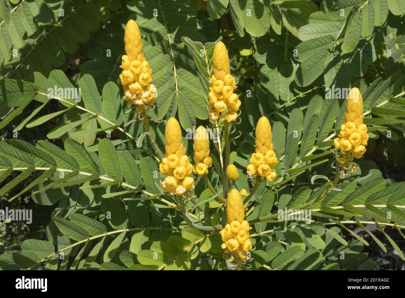 Senna alata o Candalabra Bush è un albero medicinale importante così come  una pianta ornamentale fioritura. Chiamato anche cespuglio di candela,  candela di imperatrice e ot Foto stock - Alamy