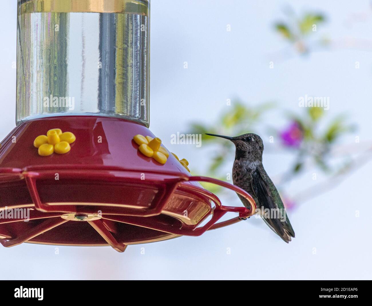 Il colibrì di Anna (femmina) appollaiato su un alimentatore Foto Stock