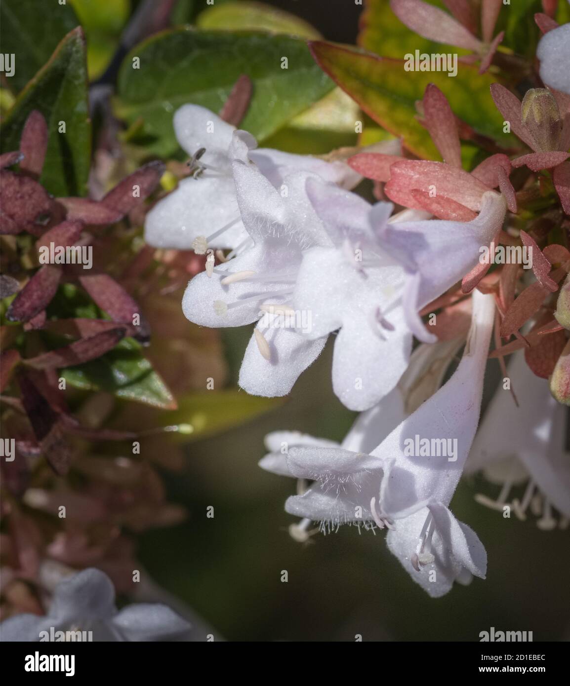 L'abelia Linnaea x grandiflora lucida è un arbusto ibrido che produce fiori bianchi e fiorisce dalla fine dell'estate all'autunno Foto Stock