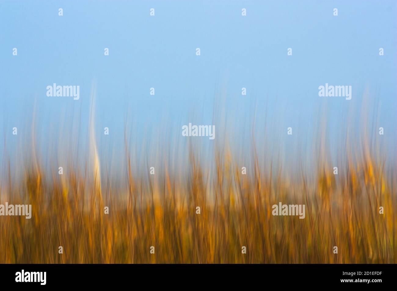 Astrazione di colori marrone e blu, giocando con le figure immobile di alberi senza foglie in inverno Foto Stock