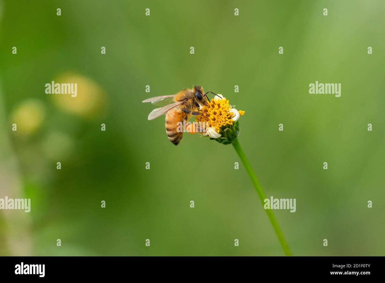 L'ape del miele occidentale (Apis mellifera) succhia Bidens pilosa var. Pilosa, Isehara City, Prefettura di Kanagawa, Giappone. Polline palla è sulla gamba. Foto Stock