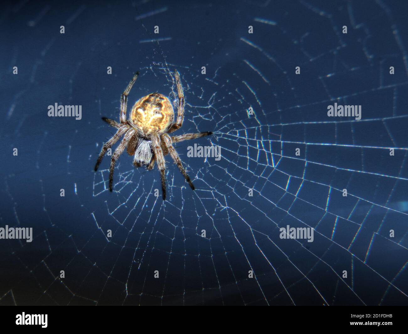 Ragno seduto al centro della sua rete. Foto Stock