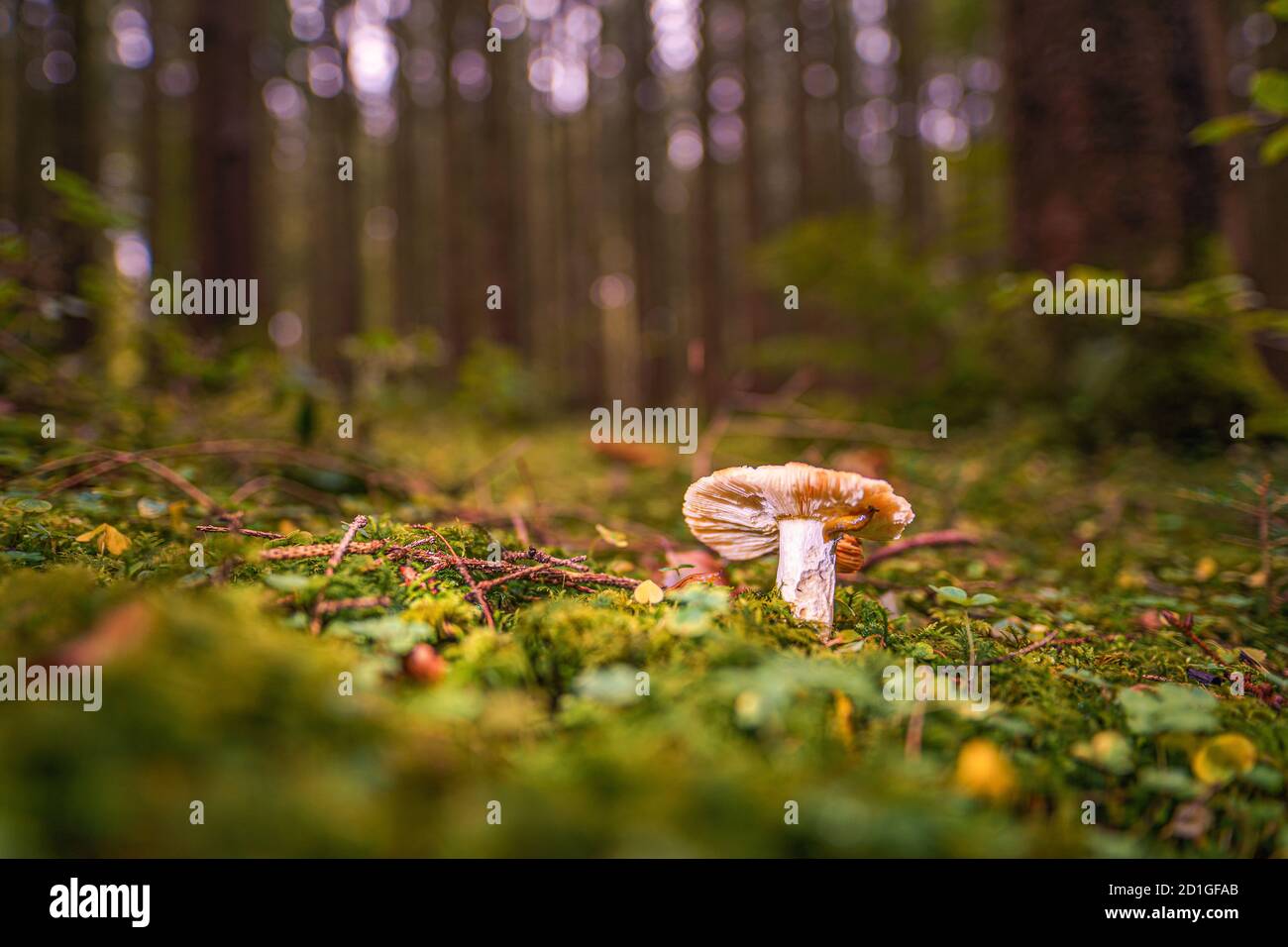 Funghi su una radura in una foresta di funghi autunno nei raggi del sole. Immagine macro di un fungo nella foresta con spazio di copia Foto Stock