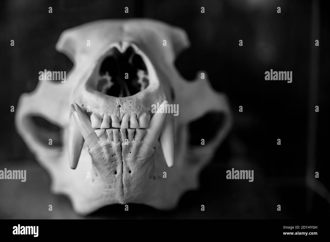 Vista ad angolo basso del cranio dell'orso spooky Foto Stock