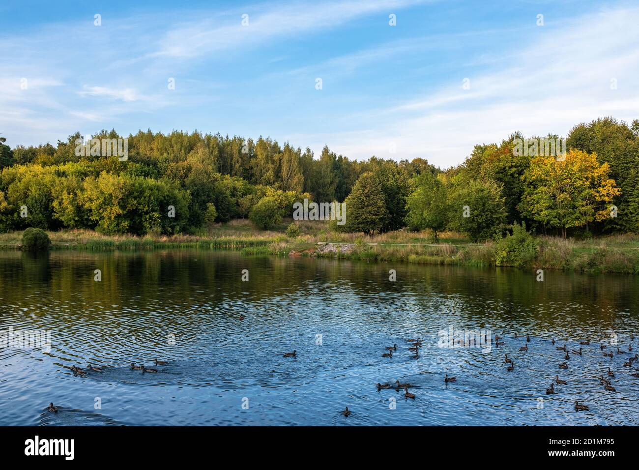 Serata d'autunno sul fiume Talka con anatre galleggianti e cespugli gialli, Ivanovo, Russia. Foto Stock