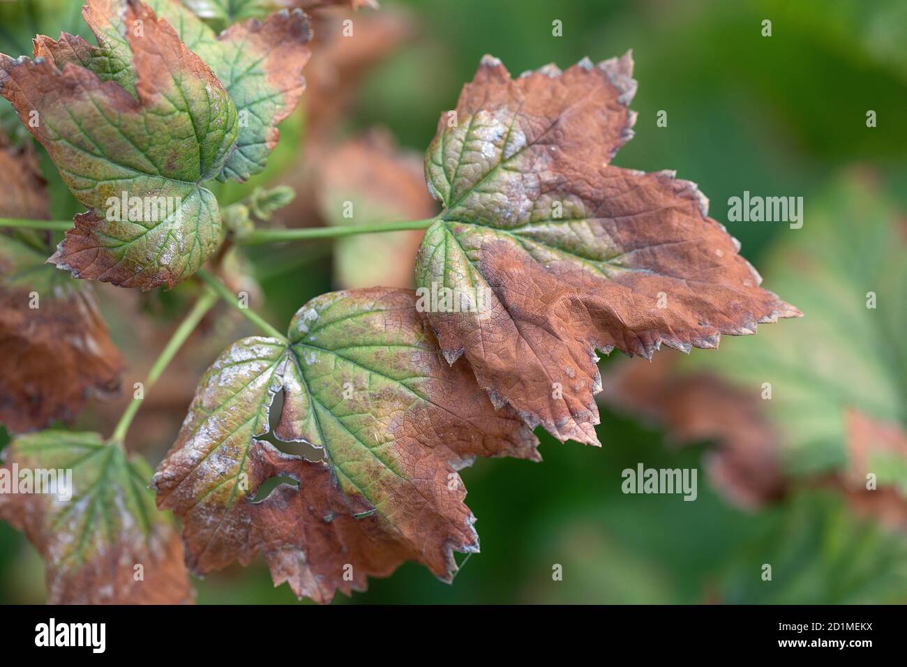 danno alle foglie di ribes nero come sintomi di salice di fusarium. Foto Stock