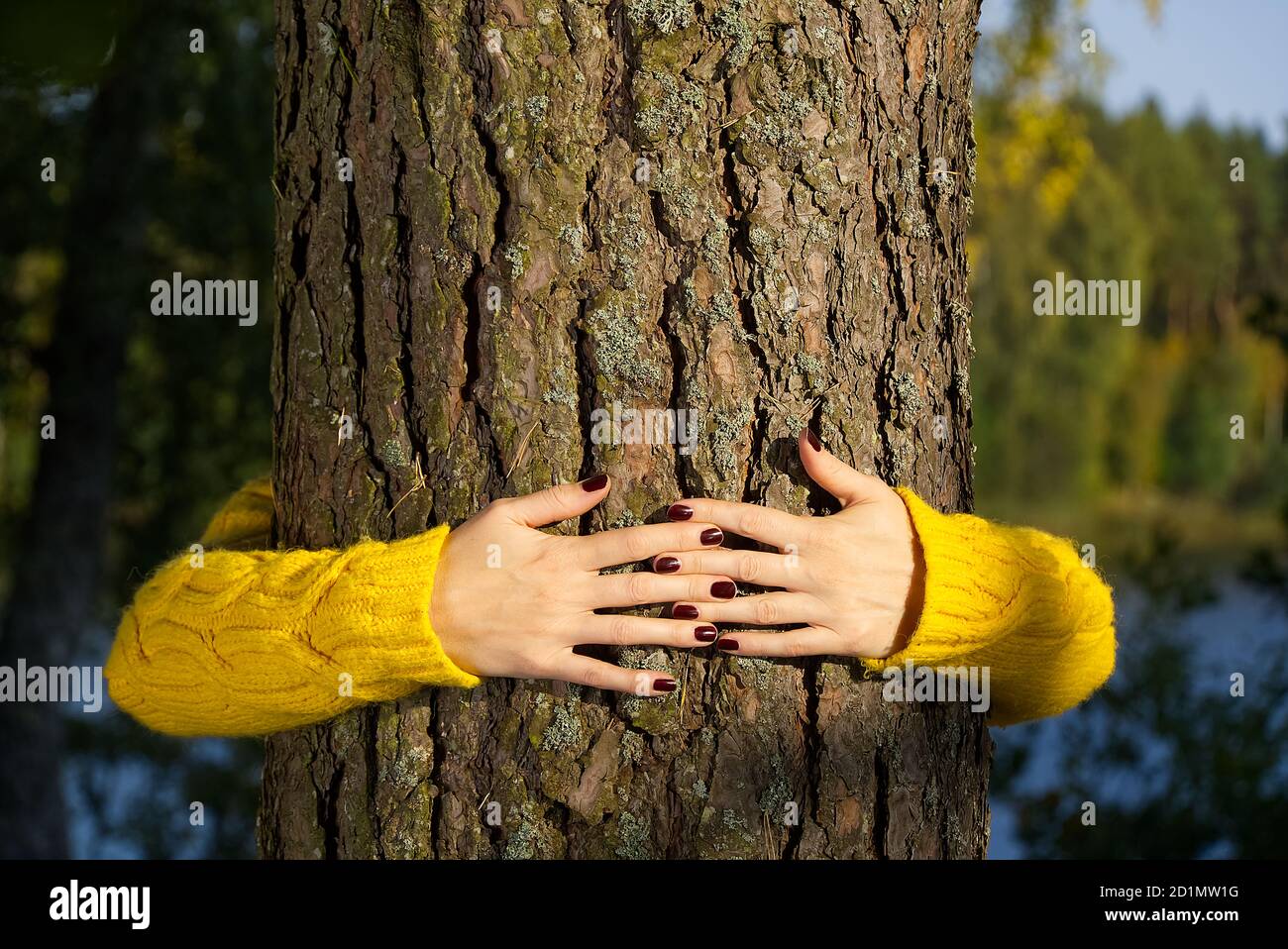 Le mani della donna abbracciano il tronco di pino nella foresta d'autunno Ecologia e ambiente concetto, eco lifestyle - cambiare il mondo, la protezione per la vita e il pianeta Foto Stock