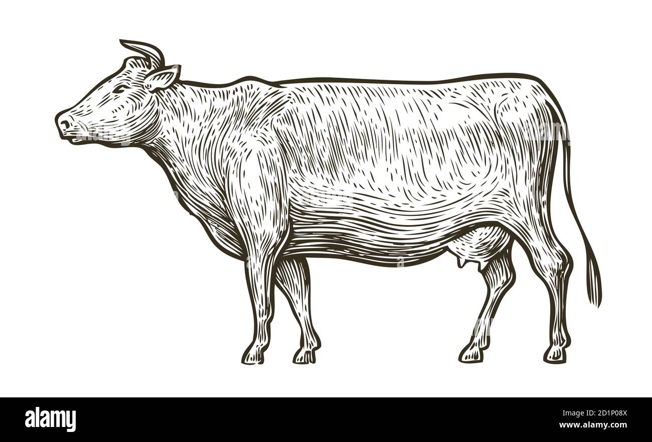 Schizzo della mucca. Illustrazione vettoriale vintage disegnata a mano Illustrazione Vettoriale