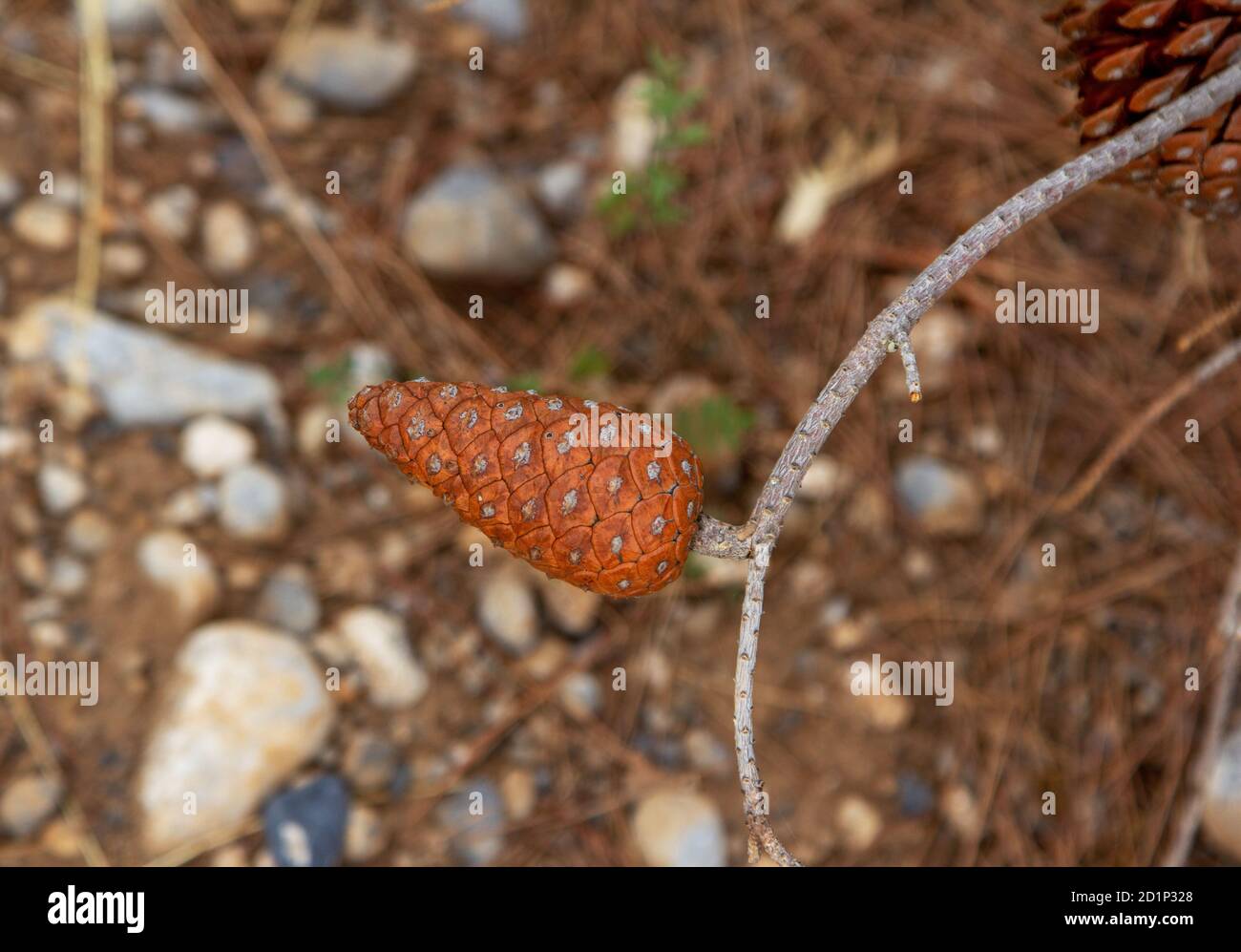 Marrone grano di abete rosso su un ramo secco rotto. Natura sfondo. Foto Stock