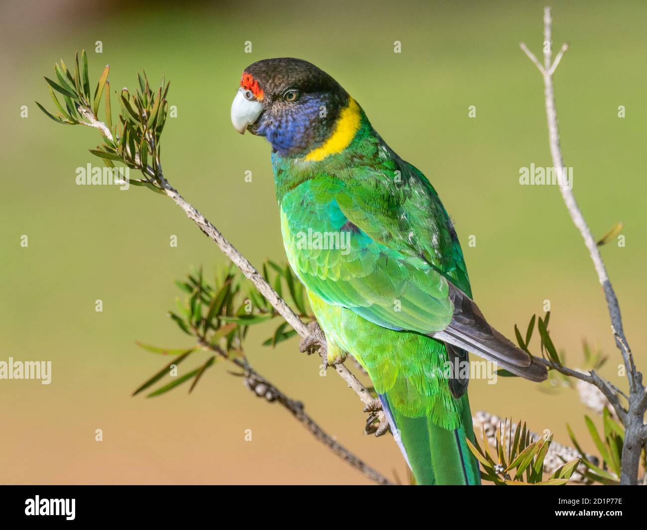 Un ritratto di un Ringneck australiano della razza occidentale, conosciuto come il ventotto Parrot, fotografato in una foresta dell'Australia sud-occidentale. Foto Stock