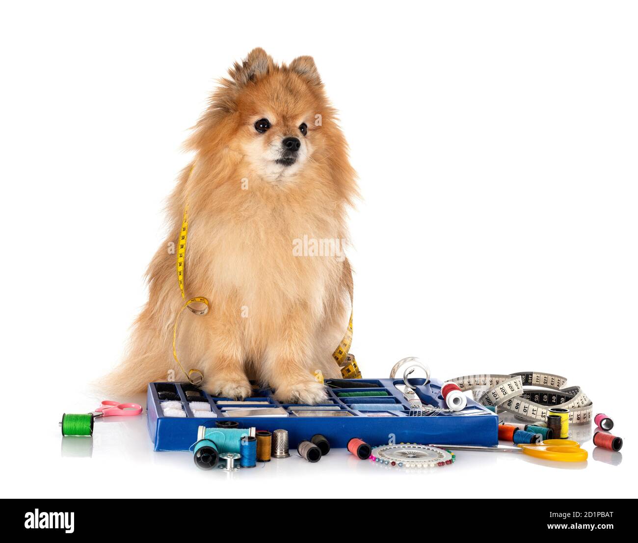 Accessori per cucire e piccolo cane di fronte a sfondo bianco Foto Stock