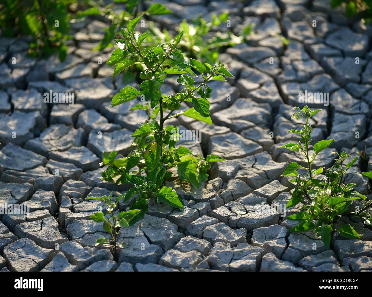 Pianta che cresce in un suolo secco cracked. Europa Foto Stock