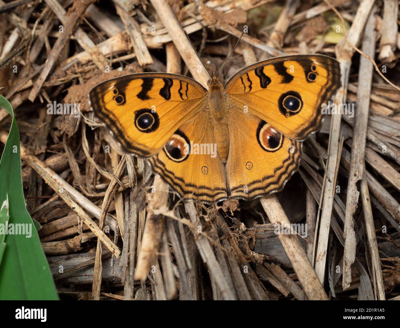 La farfalla di Pansy Peacock su foglia asciutta con fondo marrone naturale, modello simile agli occhi sull'ala di insetto di colore arancione Foto Stock