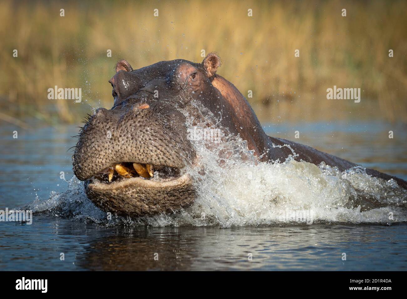 Ippopotamo adulto che mostra aggressione mentre spruzzi acqua nel fiume Chobe In Botswana Foto Stock