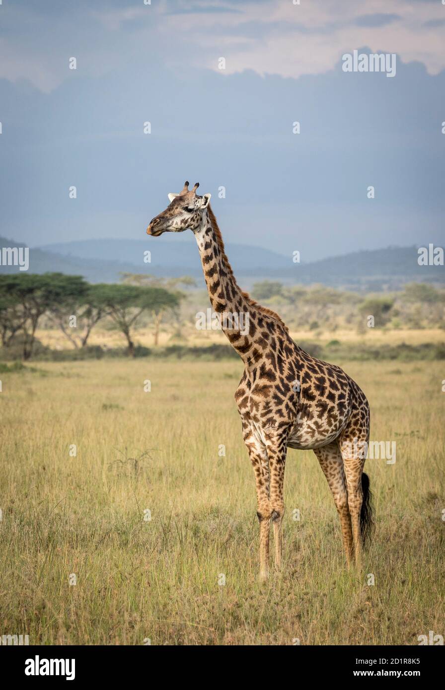 Ritratto verticale di una giraffa adulta in piedi nelle pianure Del Parco Nazionale Serengeti in Tanzania Foto Stock
