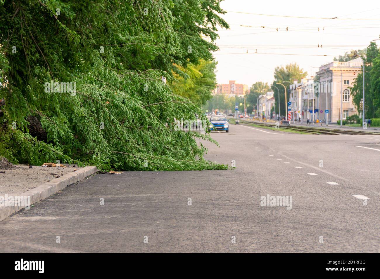 albero caduto sul bordo della carreggiata di una strada della città, fuoco selettivo Foto Stock