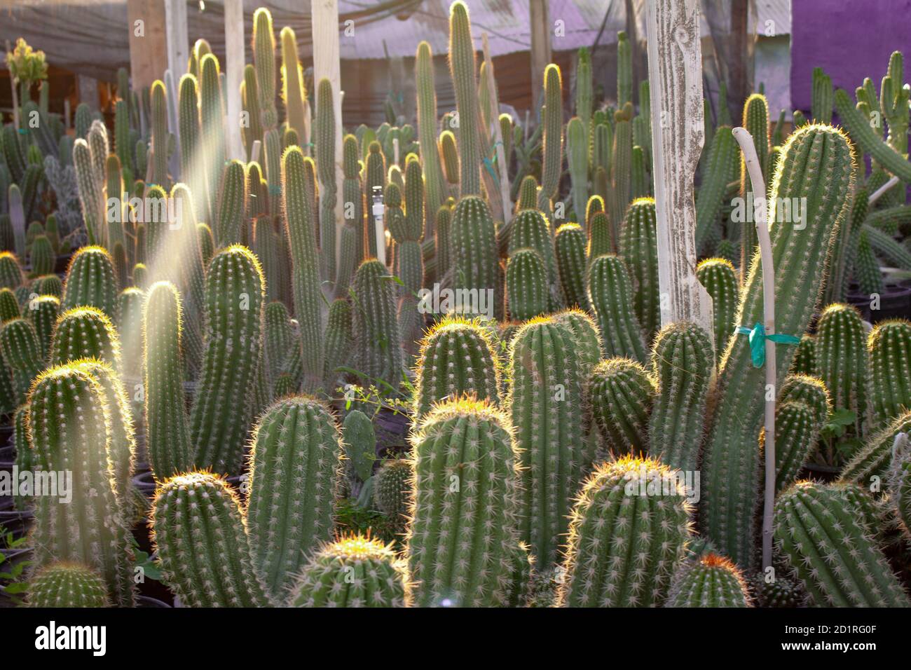 Il cactus di Saguaro si sviluppa in un vivaio di giardino del deserto in Arizona Foto Stock Il cactus di Saguaro si sviluppa in un vivaio di giardino del deserto in Arizona Foto Stock