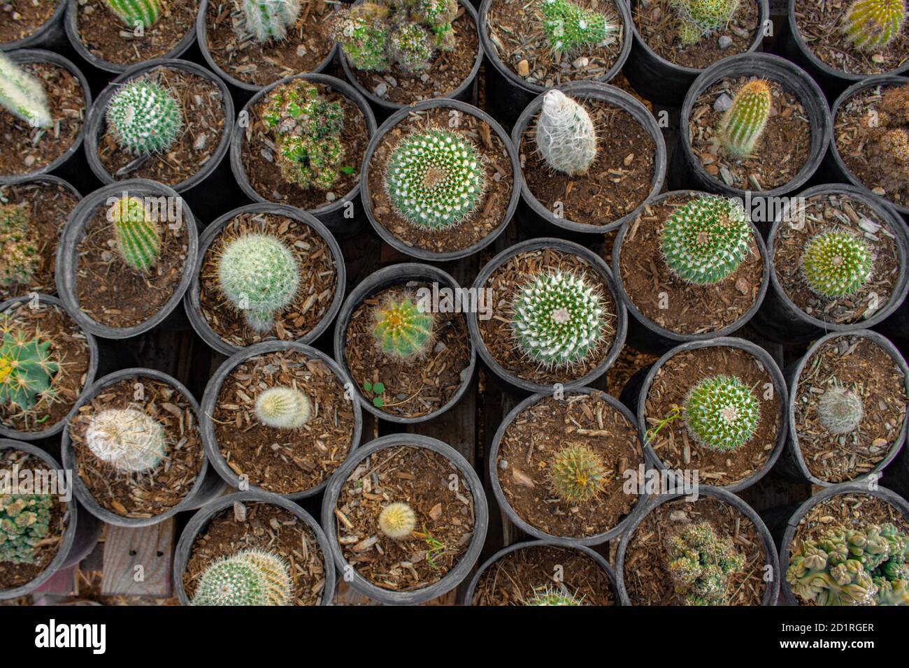 Piccoli cactus e succulenti come piante da casa per la vendita in un Arizona vivaio e serra come visto da un uccello-occhio o. vista dall'alto Foto Stock Piccoli cactus e succulenti come piante da casa per la vendita in un Arizona vivaio e serra come visto da un uccello-occhio o. vista dall'alto Foto Stock