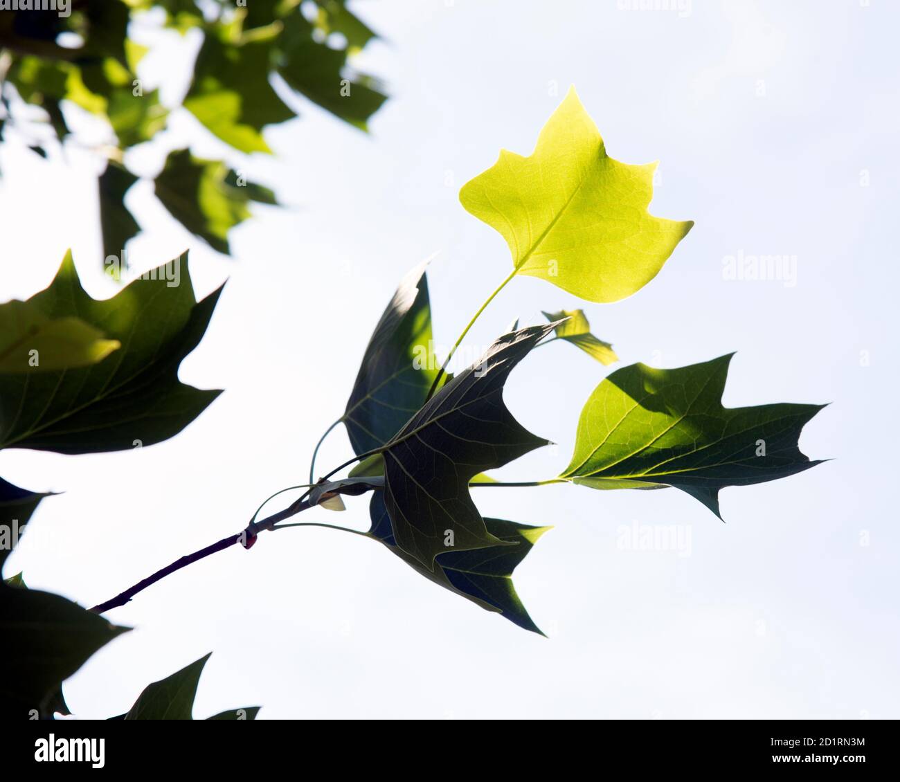 Liriodendron tulipifera - conosciuto come l'albero del tulipano Foto Stock