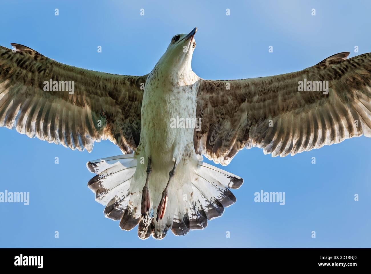 Gabbiano a zampe gialle - Larus michahellis, gabbiano comune di grandi dimensioni dalle coste e dalle acque europee, isola di Pag, Croazia. Foto Stock