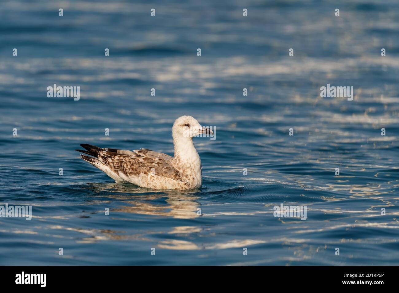 Gabbiano a zampe gialle - Larus michahellis, gabbiano comune di grandi dimensioni dalle coste e dalle acque europee, isola di Pag, Croazia. Foto Stock