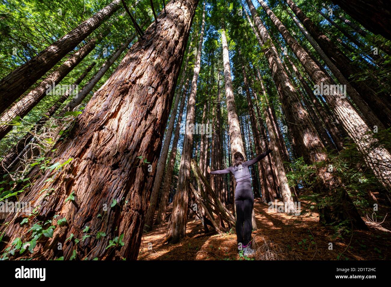 Secuoyas del Monte Cabezón son , Espacio Natural Protegido, Cabezón de la SAL, Cantabria, Spagna Foto Stock