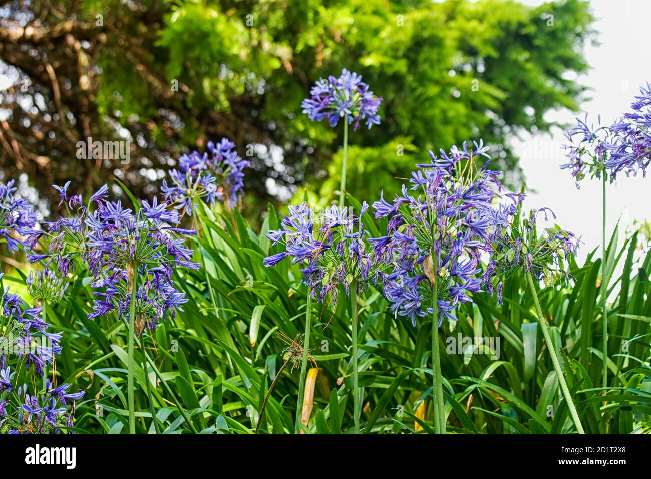 Bell'agapanthus viola fiorente aka giglio africano Foto Stock