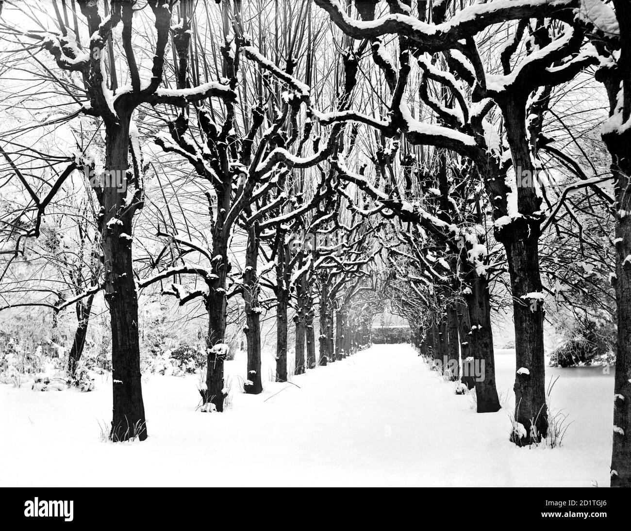 TRINITY COLLEGE, Oxford, Oxfordshire. Guardando giù la passeggiata di Lime nei terreni del college sotto una copertura pesante di neve. La passeggiata risale probabilmente al 1680 quando sono state disposte parti formali del giardino. Fotografato da Henry Taunt nel 1880. Foto Stock