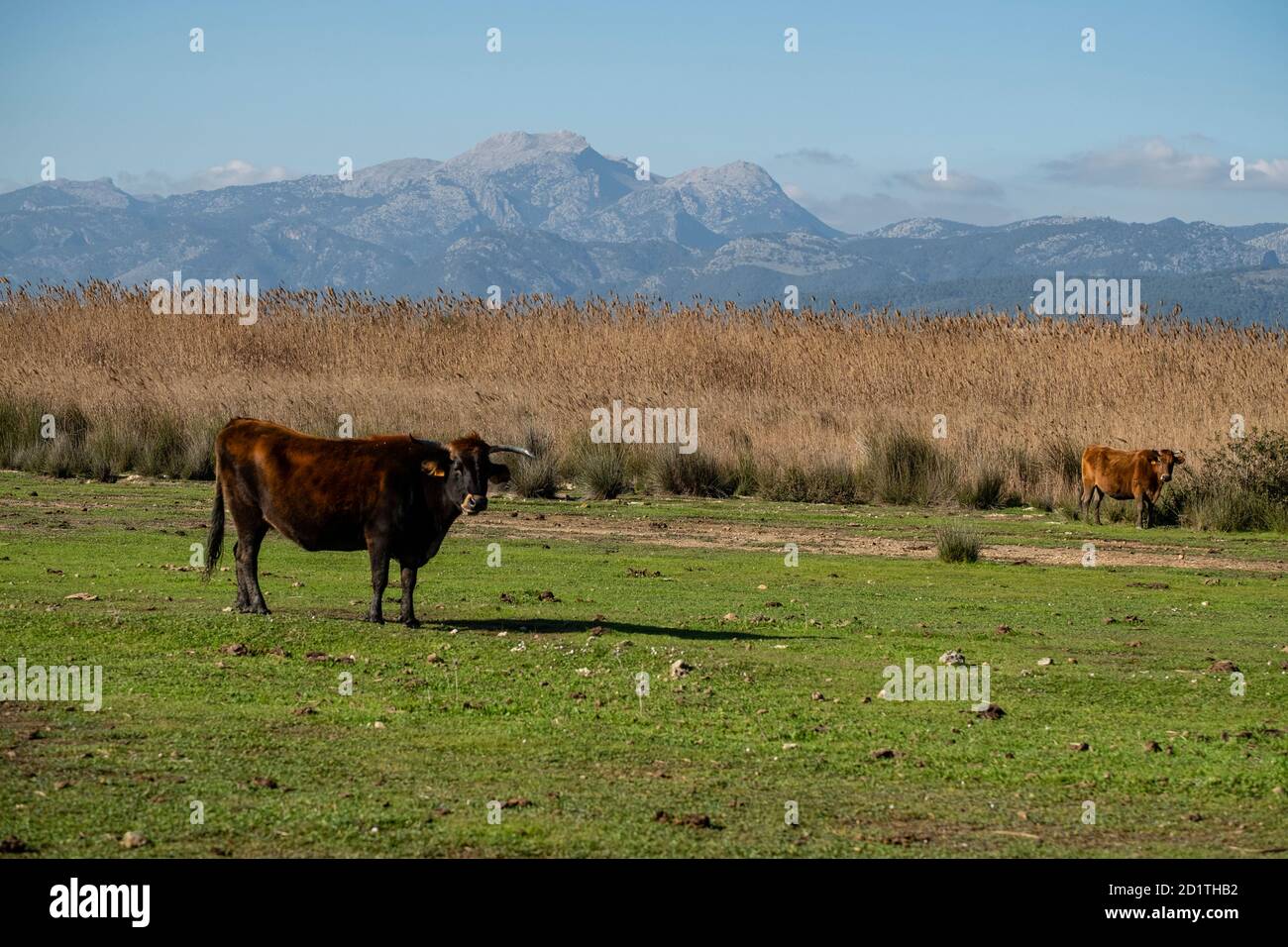 Amarador, albufera di maiorca, Maiorca, Isole Baleari, Spagna Foto Stock