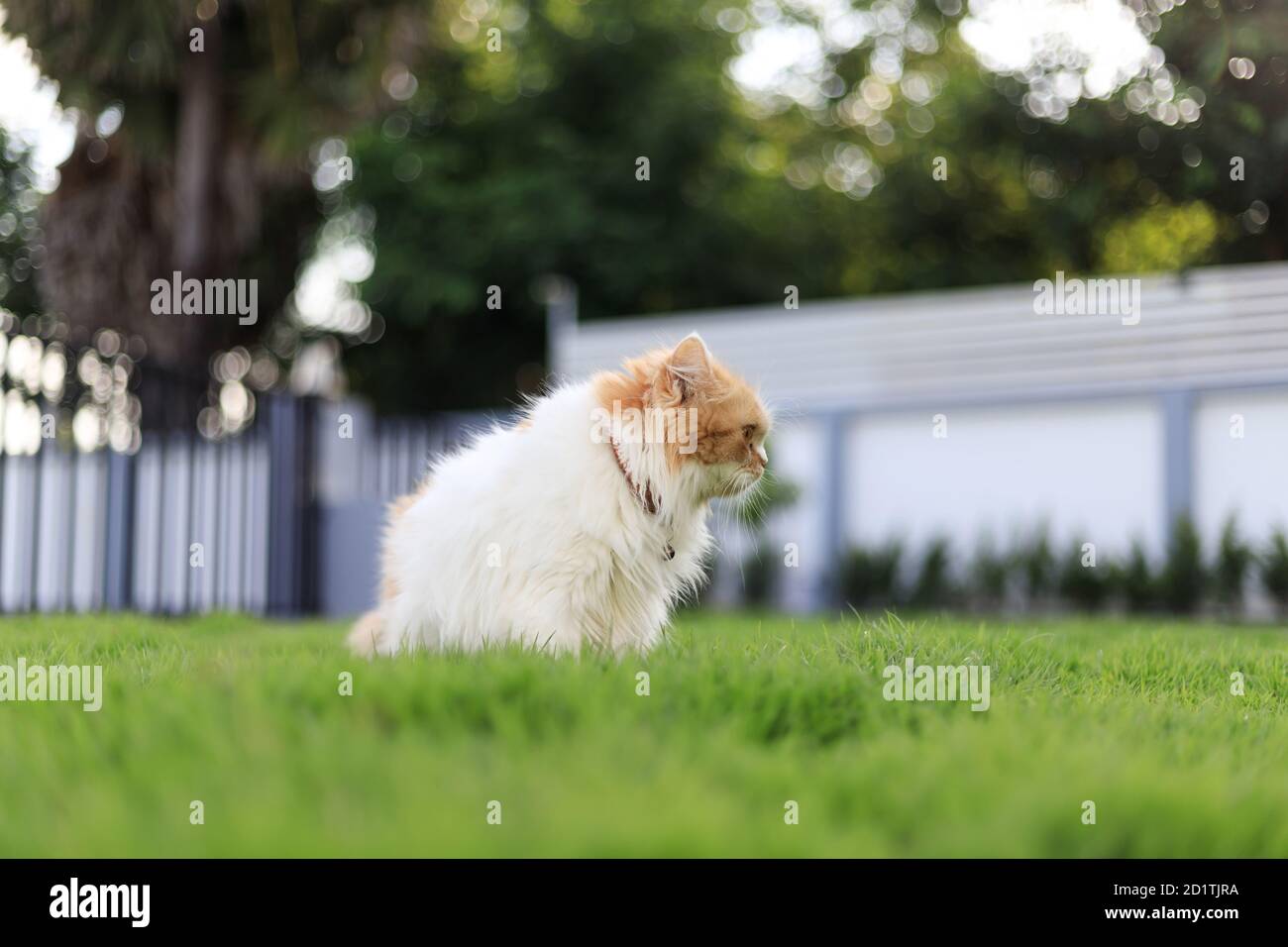 Il gatto persiano carino seduto sul campo di erba verde, e guardando qualcosa, fuoco selettivo profondità di campo poco profonda Foto Stock