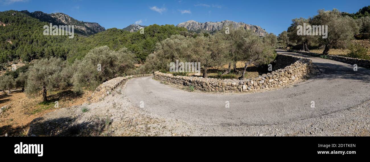 olivar de Pastoritx, Valldemossa, Maiorca, Isole Baleari, Spagna Foto Stock