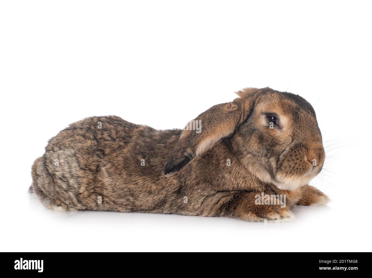 Fiammingo coniglio gigante di fronte a uno sfondo bianco Foto Stock