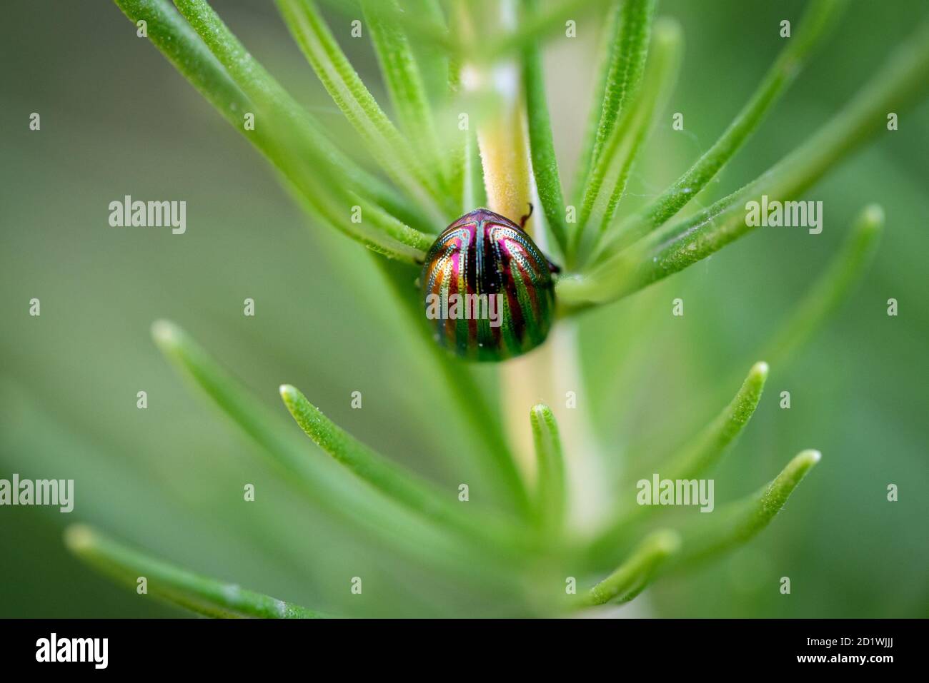 Primo piano di bug colorato sopra la pianta del rosmarino Foto Stock