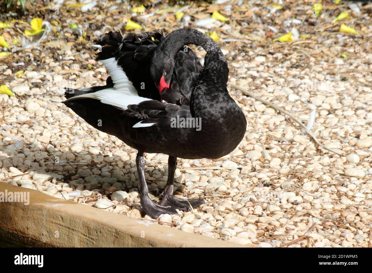 Trauerschwan Foto Stock