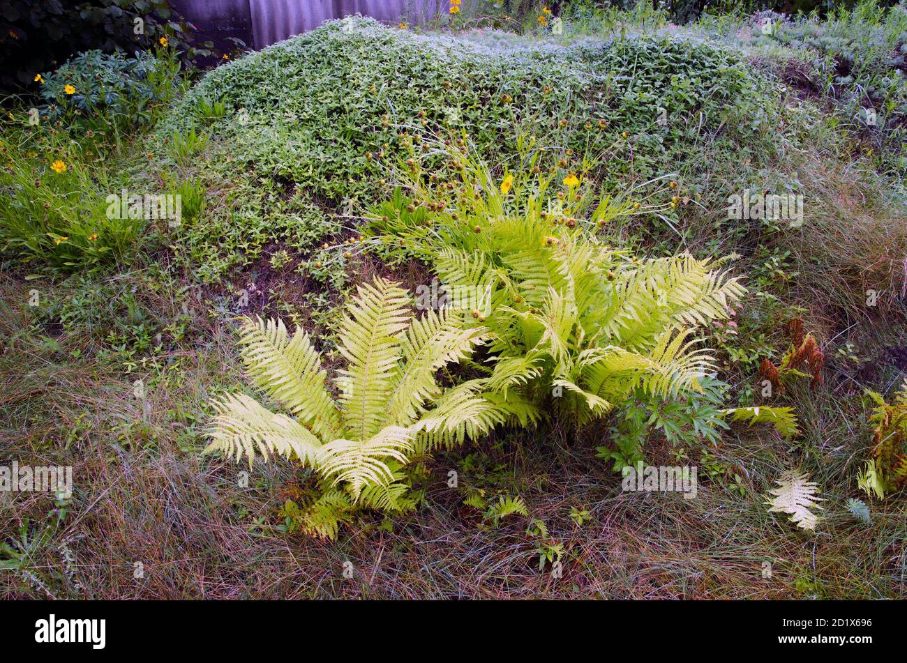 Felci nella foresta. Bellissimo sfondo di felci foglie verdi fogliame. Fitti spessi di felci in crescita bella nella foresta. Foto Stock