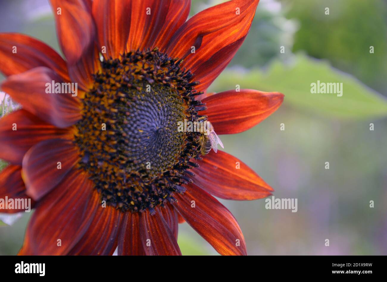 Bella crescita girasole rosso sole su una natura di fondo texture. Foto Stock