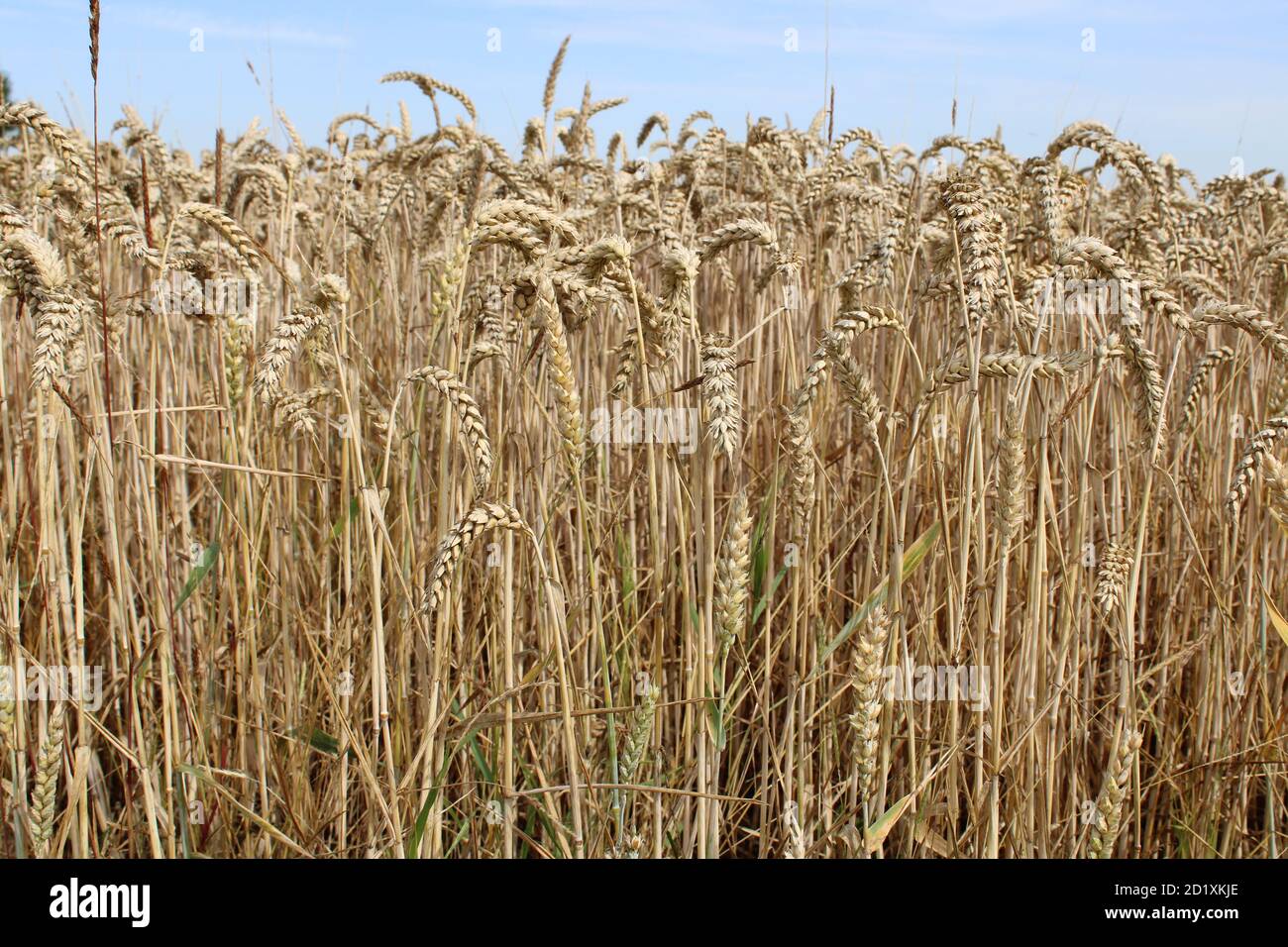 grano Foto Stock